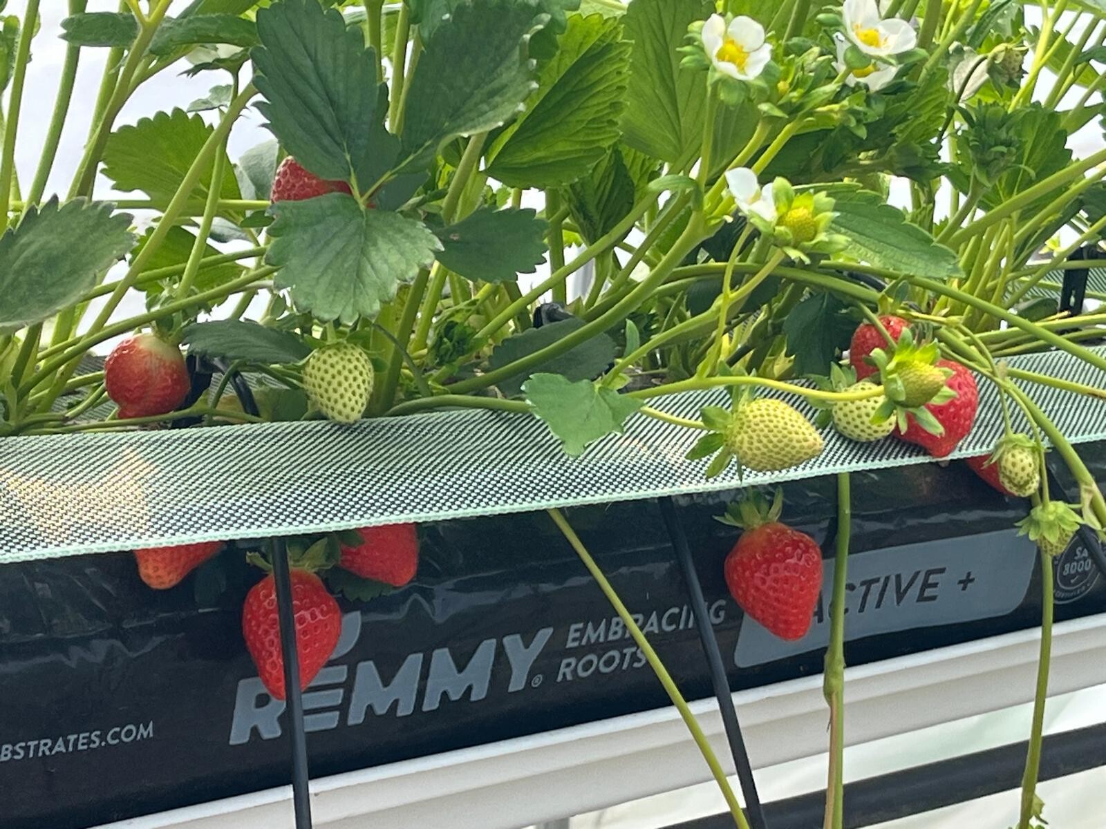 Remmy Substrates product