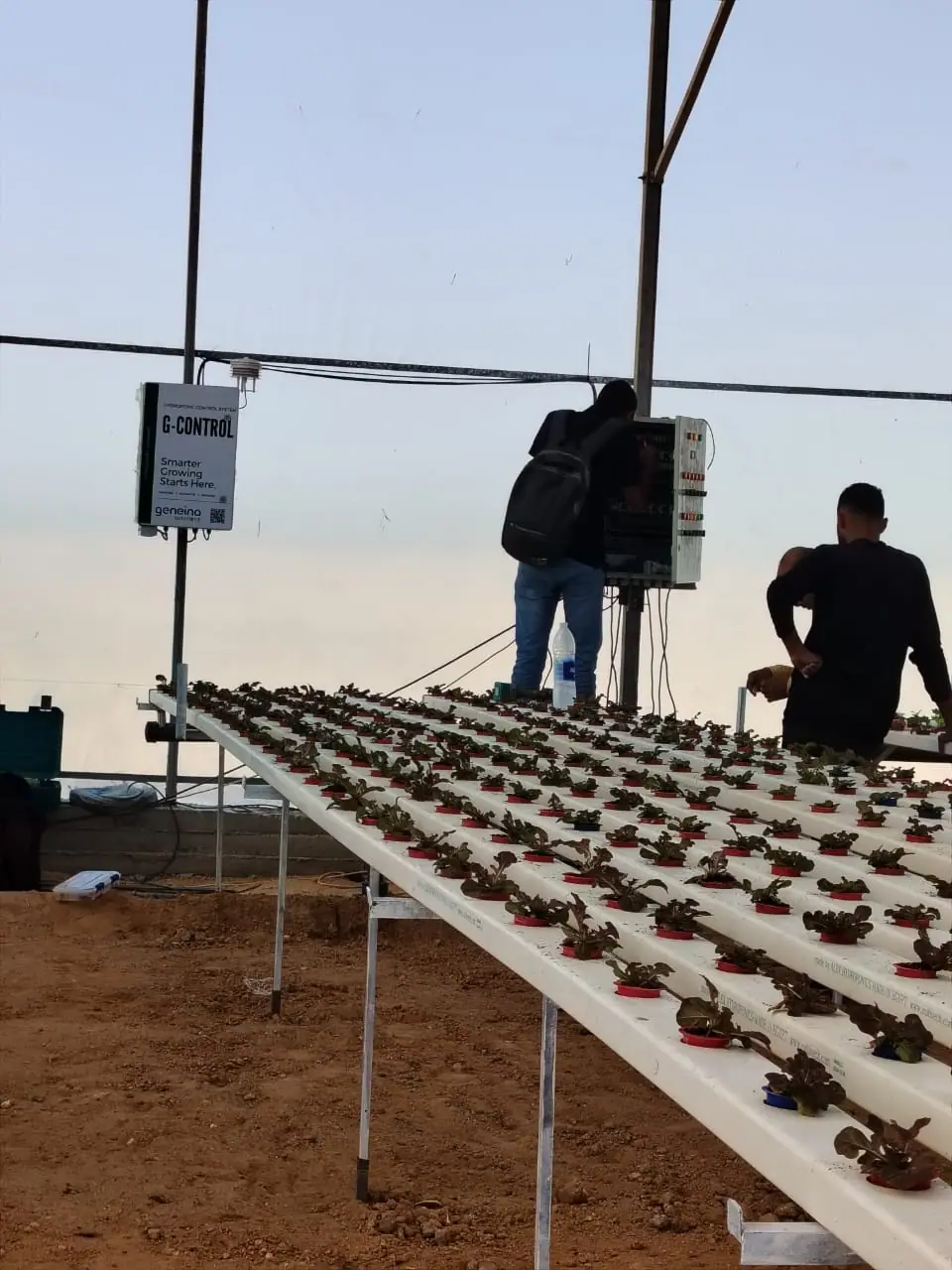 G-Control installation within greenhouse crop rows.