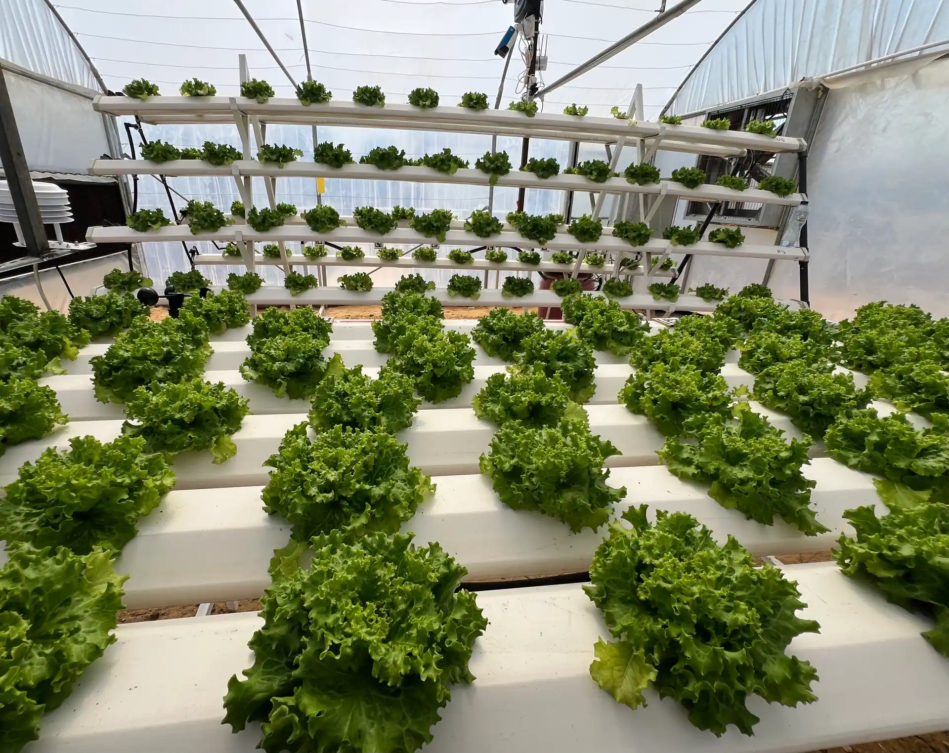 Lettuce rows inside Geneina’s own greenhouse in Egypt.